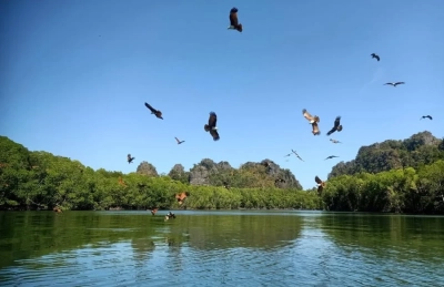 langkawi eagle feeding